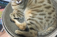 벵갈고양이 무료분양