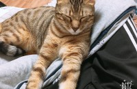 뱅갈고양이 무료분양합니다!(1년6개월)