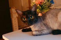 고양이 무료 분양합니다. 부산