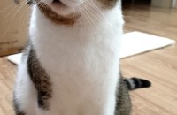 브리티쉬 남 1세