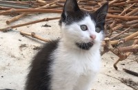 귀염철철 멍매력덩어리 아기고양이. 화성시 송산면