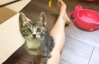 고양이 무료분양입니다!