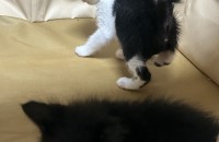 이쁜 새끼고양이 5마리의 가족이 되어주세요