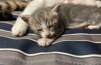 부산 코숏수컷 2개월된 녀석 무료분양보냅니다~~