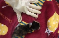 (영상첨부) 태어난지 10일도 채안된 고양이 분양합니다