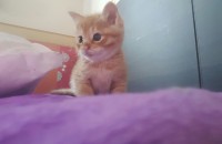 3개월된 고양이 무료분양합니다