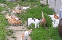 고양이 무료 분양 합니다