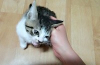 7주된터키시앙고라믹스 아가분양합니다