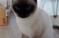 샴고양이.8개월.수컷.중성화수술 했어요.