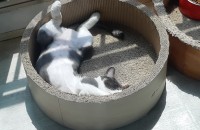 한국고양이 여아 2살 무료분양합니다