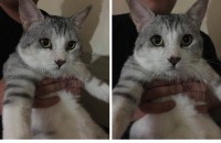 애교 많은 아메숏 냥이 분양합니다. (중성화 완료, 남아)