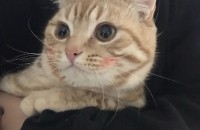 순한 수컷 냥이 분양 보냅니다