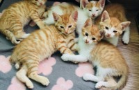 4월에 난 새끼들 분양합니다