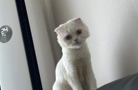 1년3개월 온순한 페르시안 고양이 분양