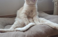 가정묘 4살 스코티시 폴드 분양합니다..