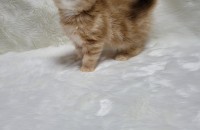 엑죠틱 시각장애묘 무료분양