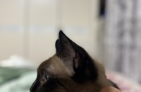 8살 샴고양이 무료분양