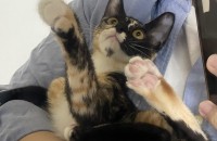 파양당한 새끼고양이의 가족이 되어주세요 ????