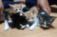 완전아가들 분양합니다