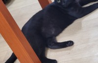 까망이 무료분양합니다