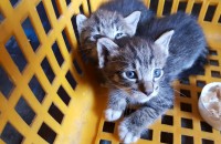 애기고양이 2마리 분양합니다