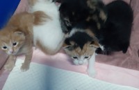 막 한달된  고양이 무료 분양해요