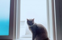 브리티시숏헤어 무료 분양 보냅니다..