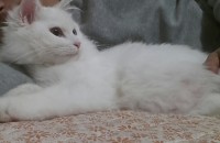 터키쉬앙고라  남아 무료분양