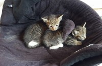 (서울,경기)2달도 안된 아기고양이 2마리