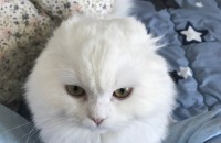 스포티쉬폴드 무료분양