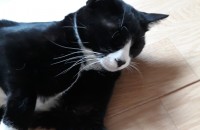 강원도 춘천 고양이분양합니다.