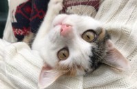 고양이 무료 분양 합니다..