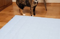 코숏 고양이 여아(중성화완료) 분양합니다