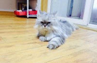 페르시안 친칠라 분양해요!