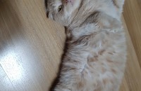 대구)스코티쉬폴드 4살남아 중성화x 무료분양합니다