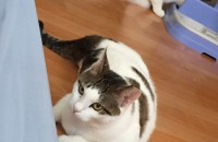 고양이분양이요