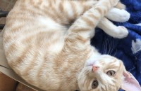 8개월된 수컷 냥이 분양 보냅니다