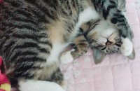 (전남•광주)코숏 1살 남아 책임비 3만원 분양해여~!!