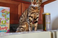 벵갈 무료 분양(암컷, 중성화 완료, 7세)