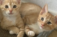 두달 조금 넘은 아기치즈냥 두마리 입양보냅니다