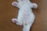 페르시안 2개월 무료분양