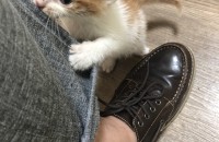 아기고양이 3남매 무료분양합니다