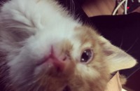 1달 반된 아기고양이 분양해요