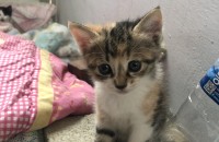 사랑스런 턱수염아이 분양중. 경기도 화성시 송산면