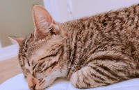 청주 여야 7개월 코숏 분양합니다