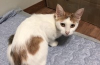 고양이 무료 분양합니다!!@