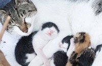 어머니와 아기 고양이