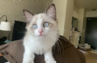 고양이 무료 분양드립니다! 책임 분양!