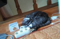 진주를 부탁드립니다.