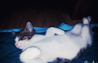고양이 무료분양합니다